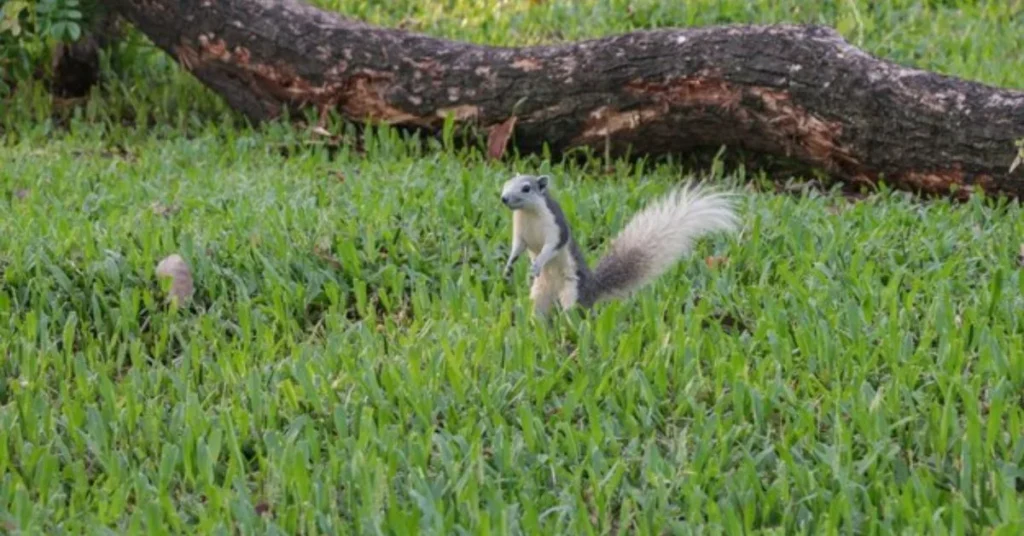 Boreal Alopecurus Taking Over My Lawn How to Get Rid